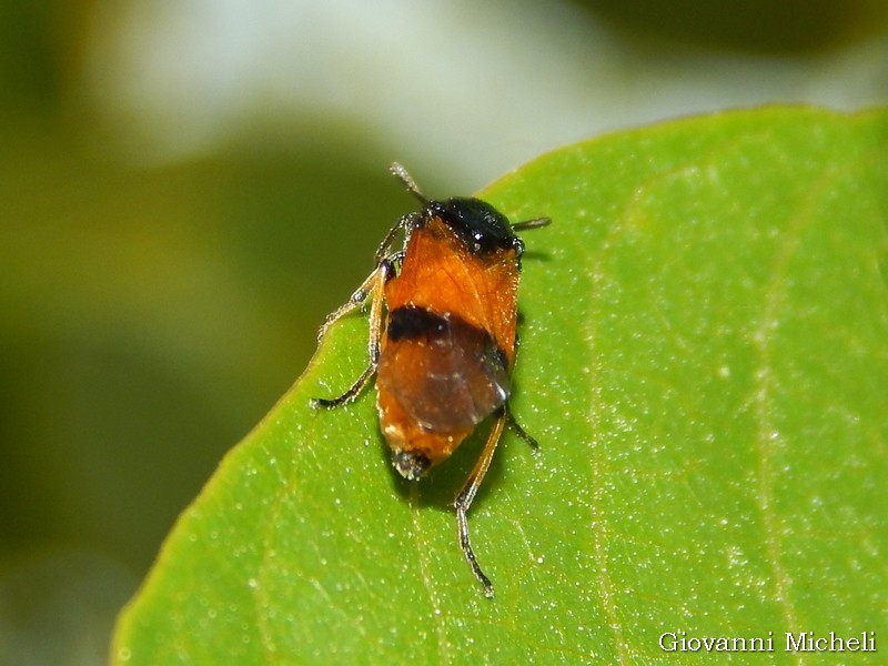 Argidae: Arge cyanocrocea
